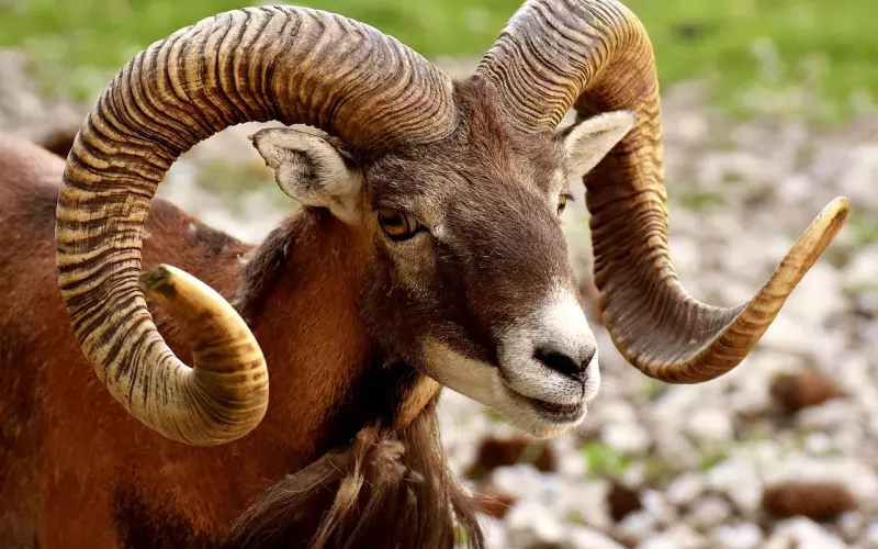 分手了还爱着白羊座前男友，该怎么挽回