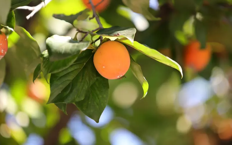 以为是甜宠剧，结果看完我哭了！成年人的世界果然如此艰难！