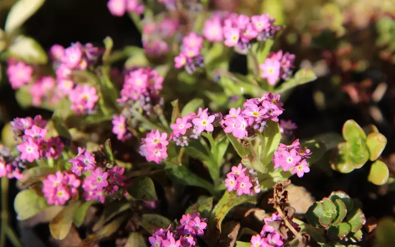 我想忘记他，但是忘不掉