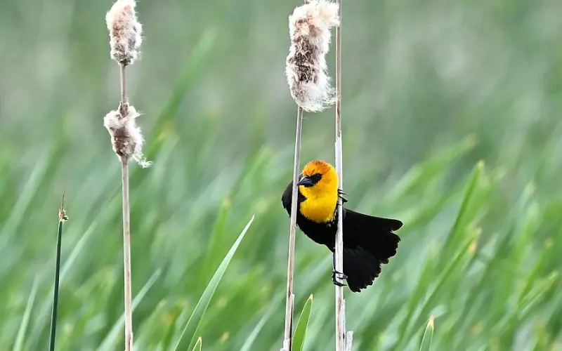 拉黑后想挽回，发现反被拉黑该如何解围