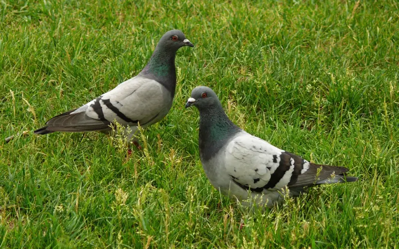 永远只说自己谈过两次恋爱