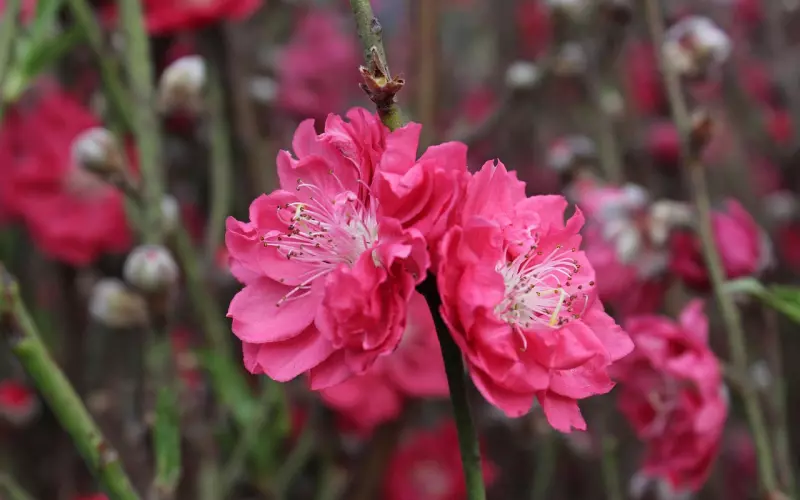 嘴上祝你过得好，心里盼你死得早