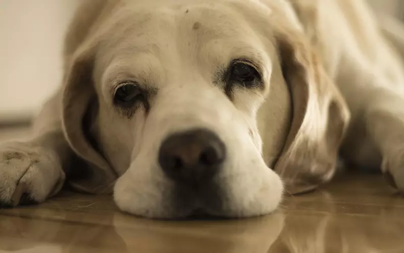 写给心累的自己短句，句句让人疲惫，送给心情失落的你！