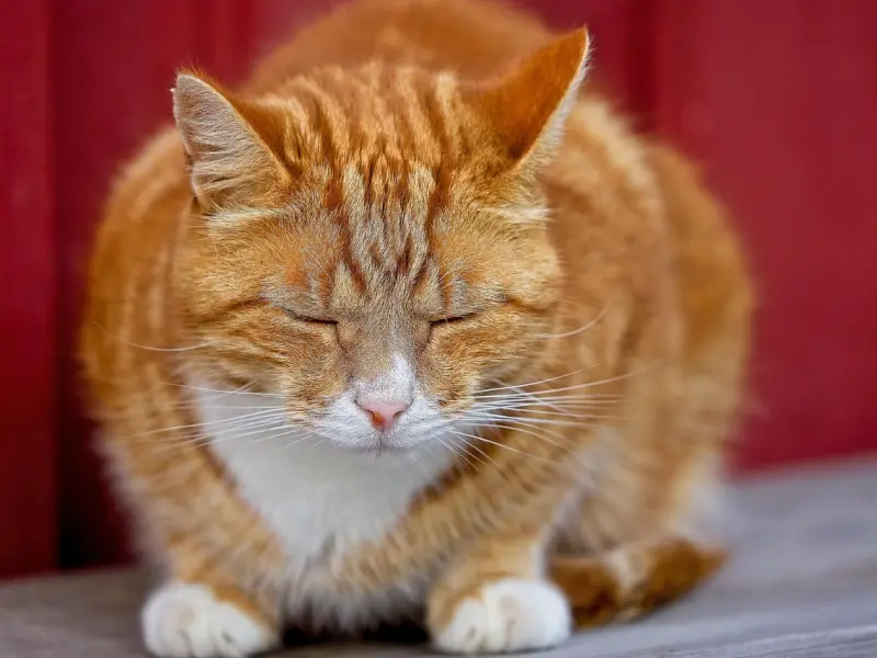 男人说“我累了”，回复“那你睡吧”，十有八九是笨女人