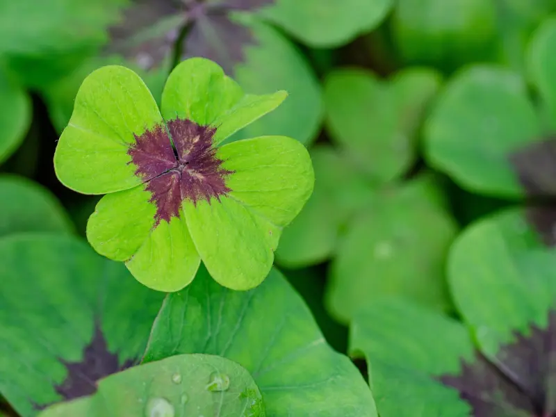 女人暗恋你，才会对你有这四个表现