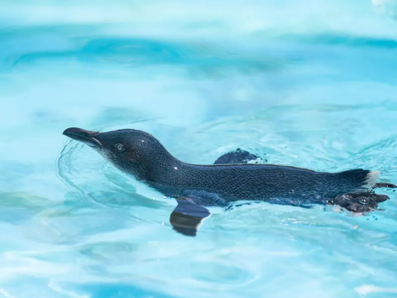 女人对你动了情，虽不会直说，但会用这些“小举动”暗示你
