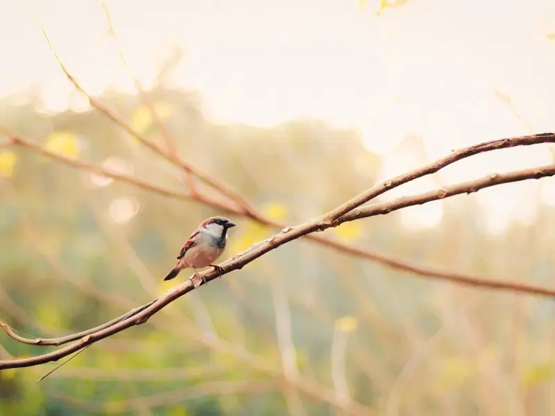 女人想你了，会在聊天中这样暗示你