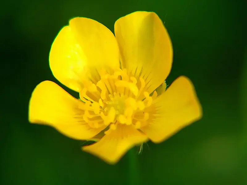 女人“真心”爱上你，对这个小动作不会说不要！