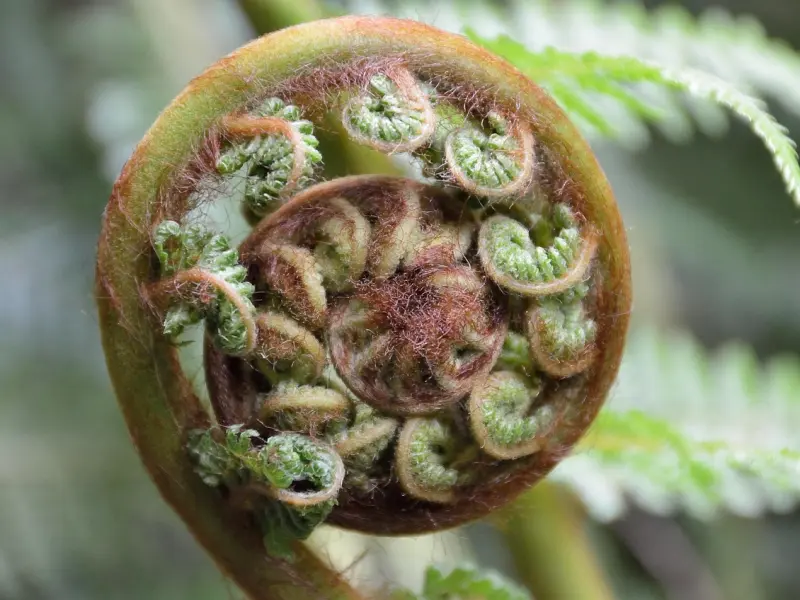 ✿我若离去，必定无期