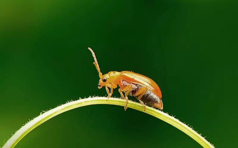 再想你，也不会主动了