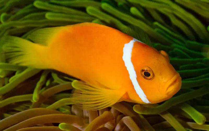 心若相知，无言也默契