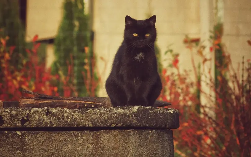 人心不同，何必同路？（好文）