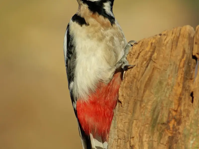 对方不回复你，是不是时间末日