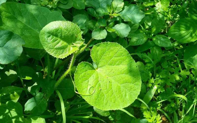 两个有家庭的人如果相爱了，只有这样做才是最正确的选择
