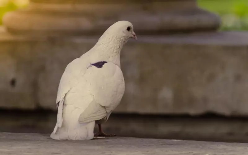 如果你是一个没有主见的女人，挽回爱情时务必学会这3点