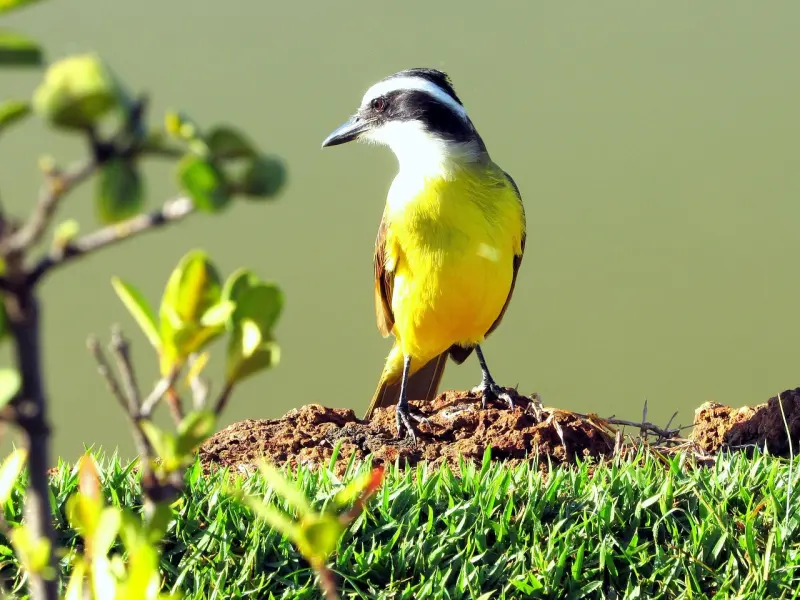 你若无情，我又何必真心；你若无义，我又何必诚心！