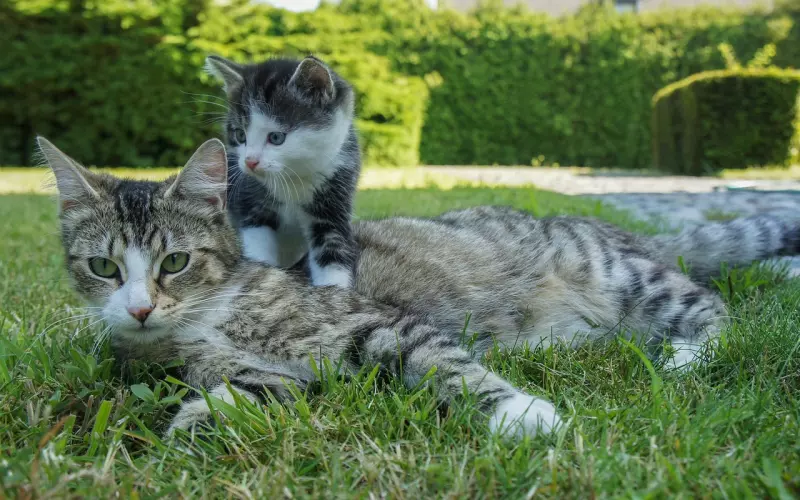 能得到猫咪的“示好”，那你一定是个很好很好的人吧？