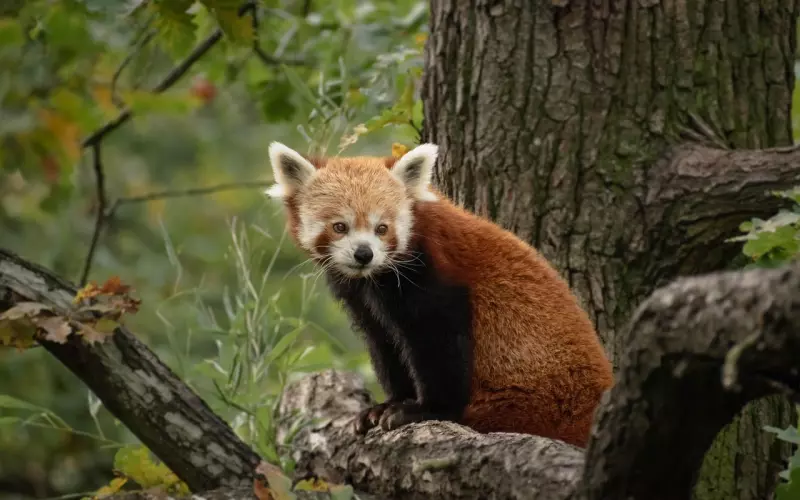 挽回中延迟男人的满足感，他会离不开你