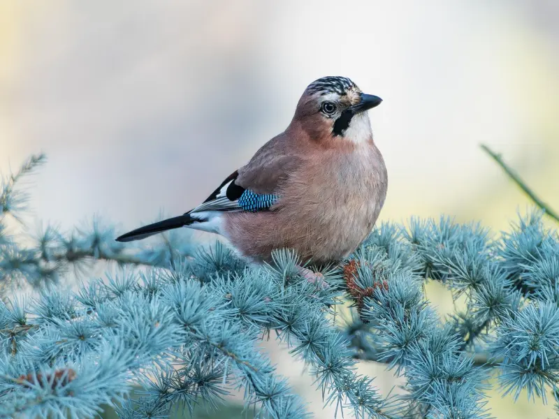 异性之间交往，倘若不遵守这4个原则，早晚出大事