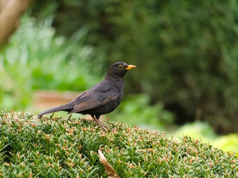 你不这样做，凭什么让Ta重新爱上你？