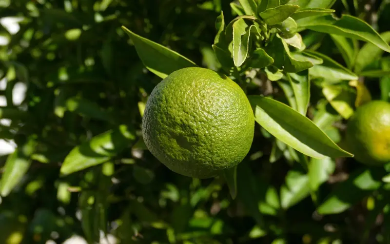 ​如果不喝酒......（精辟）