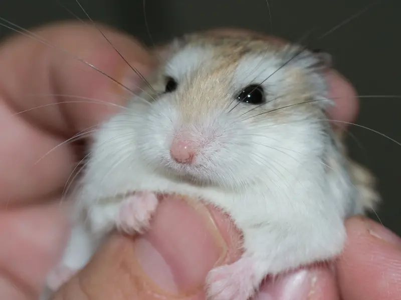 要是没有亲吻抚摸你这几个地方，证明男人真是不爱你的！