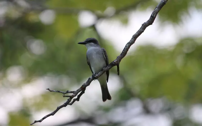 不激发他对你的兴趣值，挽回只会诸多阻碍