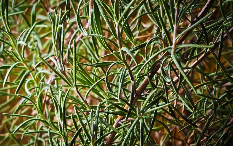 如果你爱上了属猪的人...