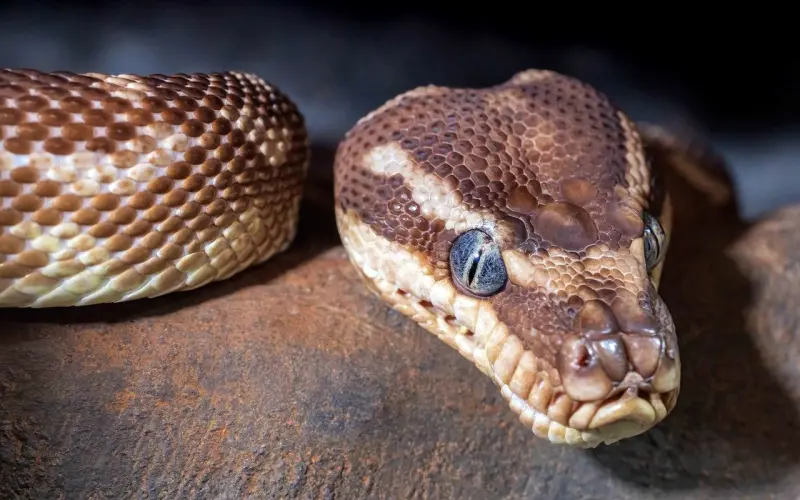 有女莫嫁“孝子”