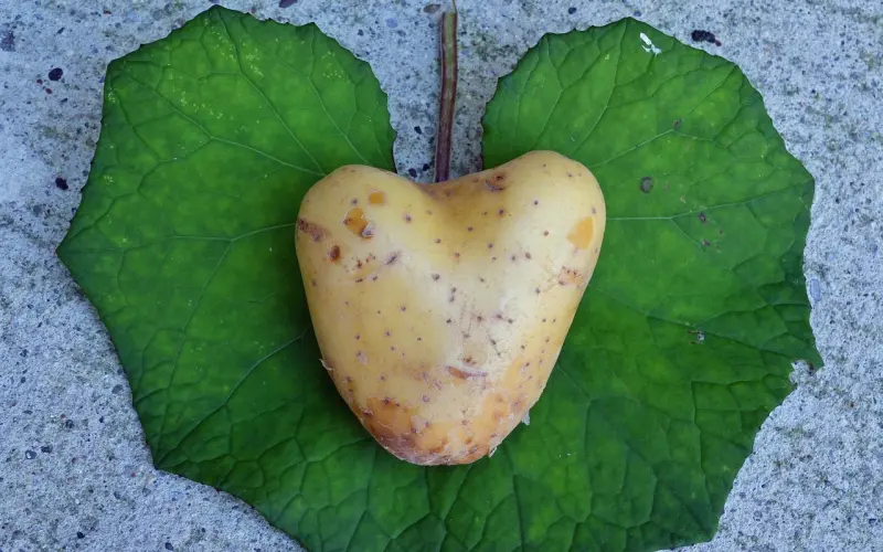 你若有心，我怎会无情