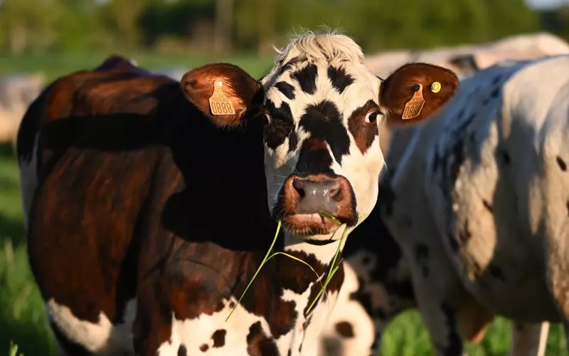 如果你身边有属牛的人