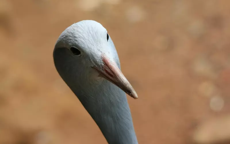 给前任制造危机感，用错方法，小心瞬间死翘翘！