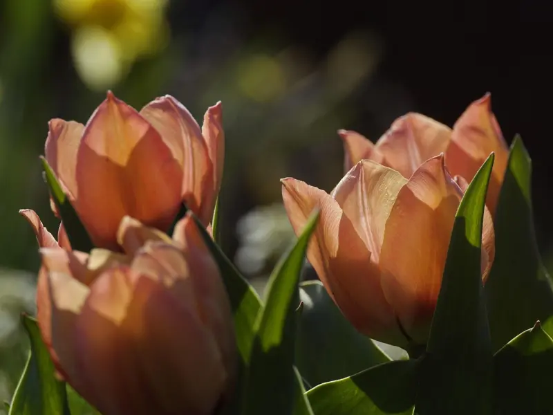 跟女生表白用这几句话，那你肯定有戏了！