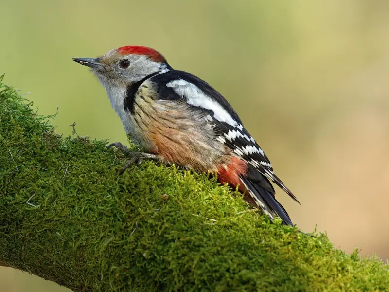 想要忘掉一个人，不是拉黑，不是删去