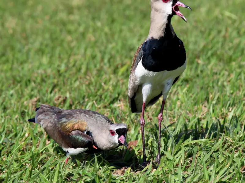 想要经营好婚姻家庭，女人必须做到这五点！