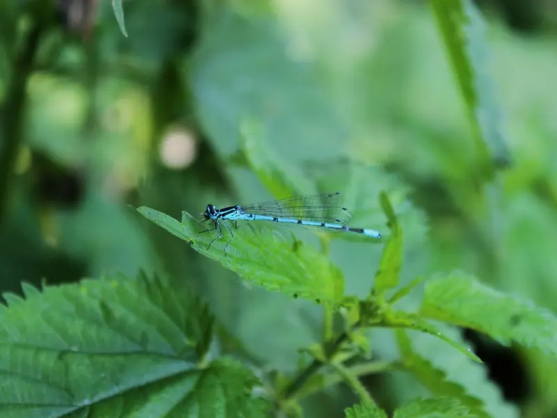 要想跑得快，导师很重要