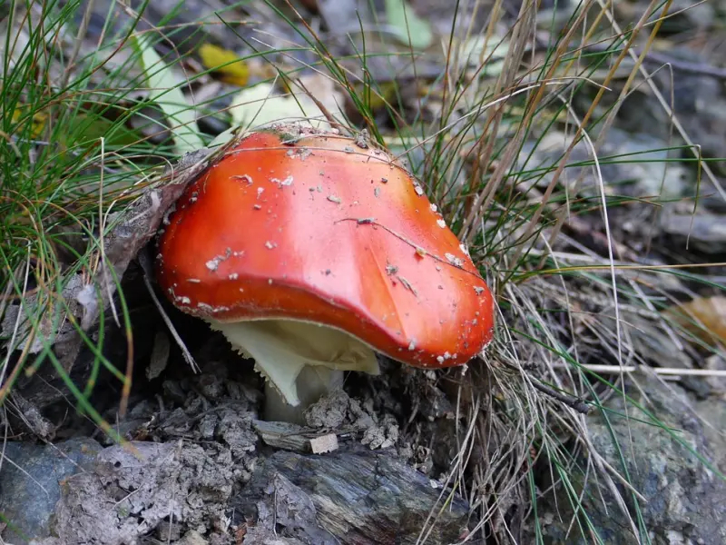 想要挽回爱情，他确实是你选的