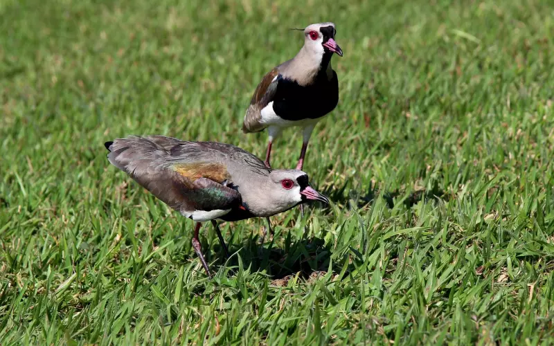 想要挽回男友的看这里