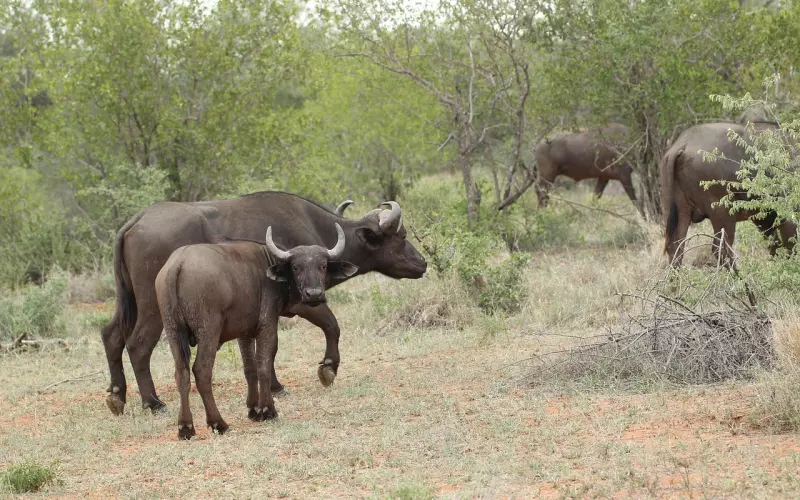 老公出轨，婚姻挽回五大招