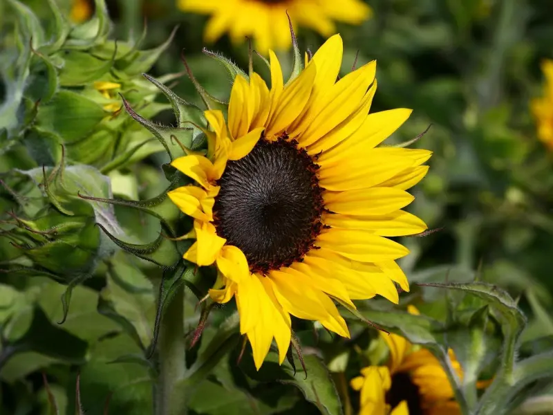 “我这是为你好”