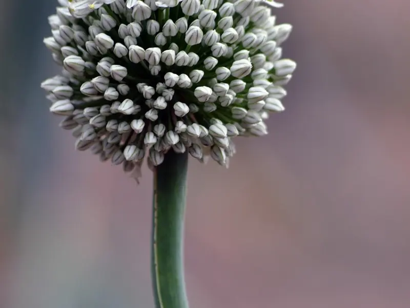 挽回前男友系列之挽回决绝的天秤男绝招