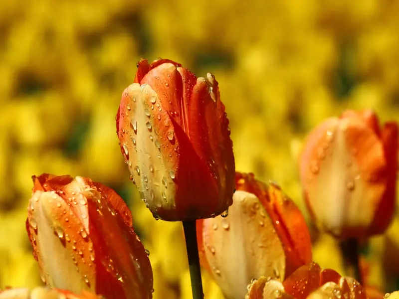 男人偷人后的，会出现这几种异常！