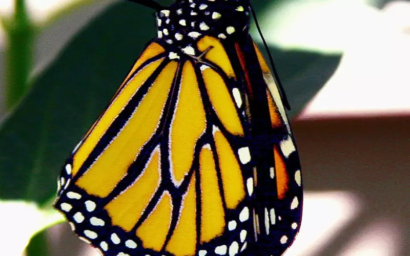 帝王造型fó牌圣物——君主崇拜的体现