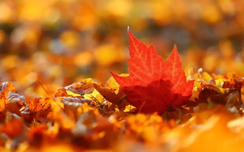 其实，因缘的散与合，都是注定的！没错，我信命！