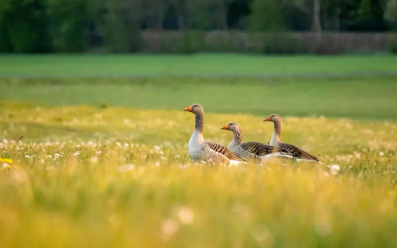 其实你爱“野”男人