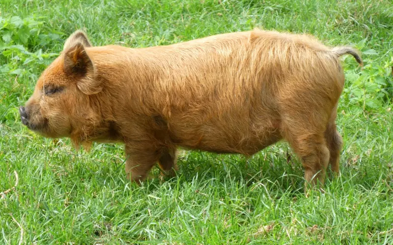 李小璐PGone的视频中，你不得不明白这个道理！