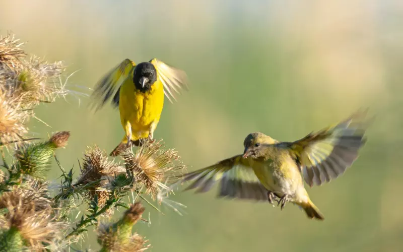 婚姻中，傻女人才会把这些事情外传，情商高的女人会守口如瓶