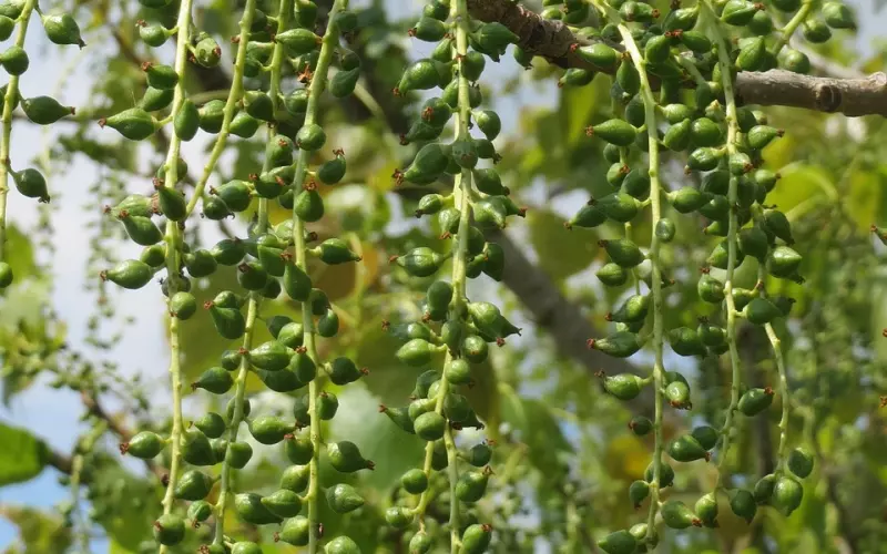 为了“睡”回前任，像小二姐那样给张杨千里送X，有用吗？