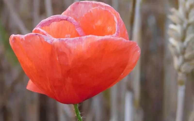 在挽回里，不要让需求感毁灭你们之间的感情