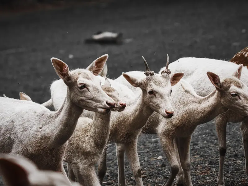 挽回中，讨好和爱他是两码事！